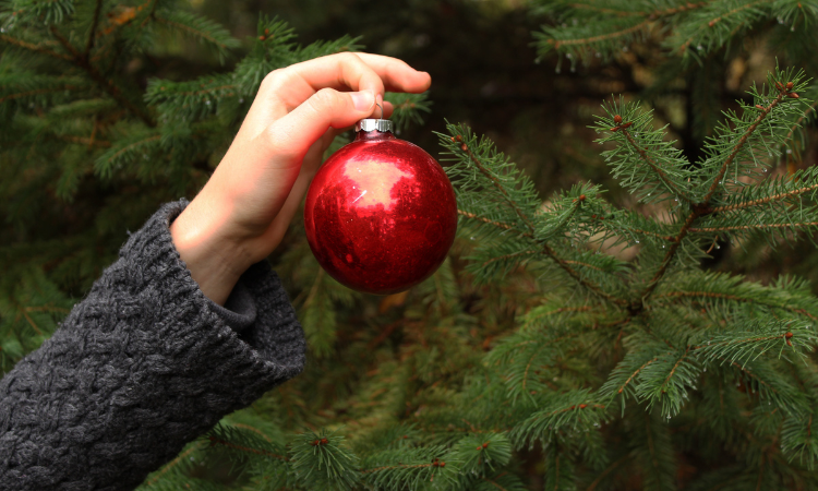 Find a Christmas Tree - Explore Ohio - Cutler Real Estate